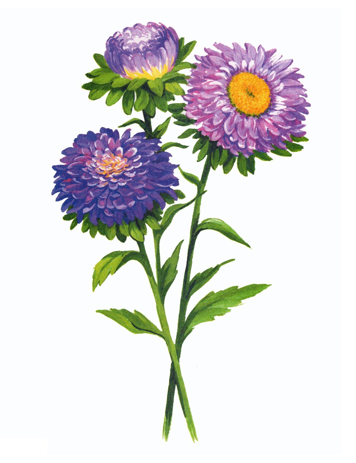 Астра на белом фоне