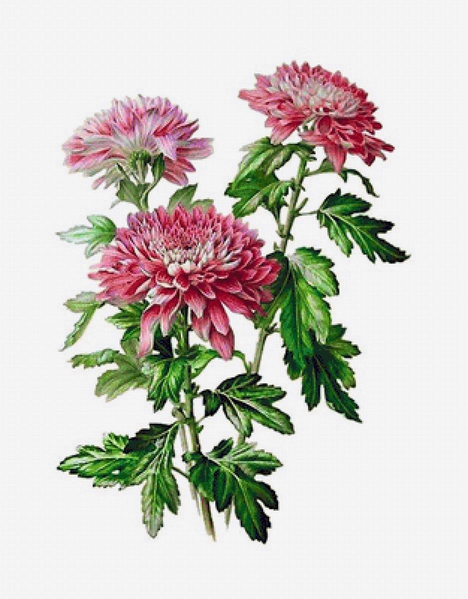 Дубки хризантемы акварель