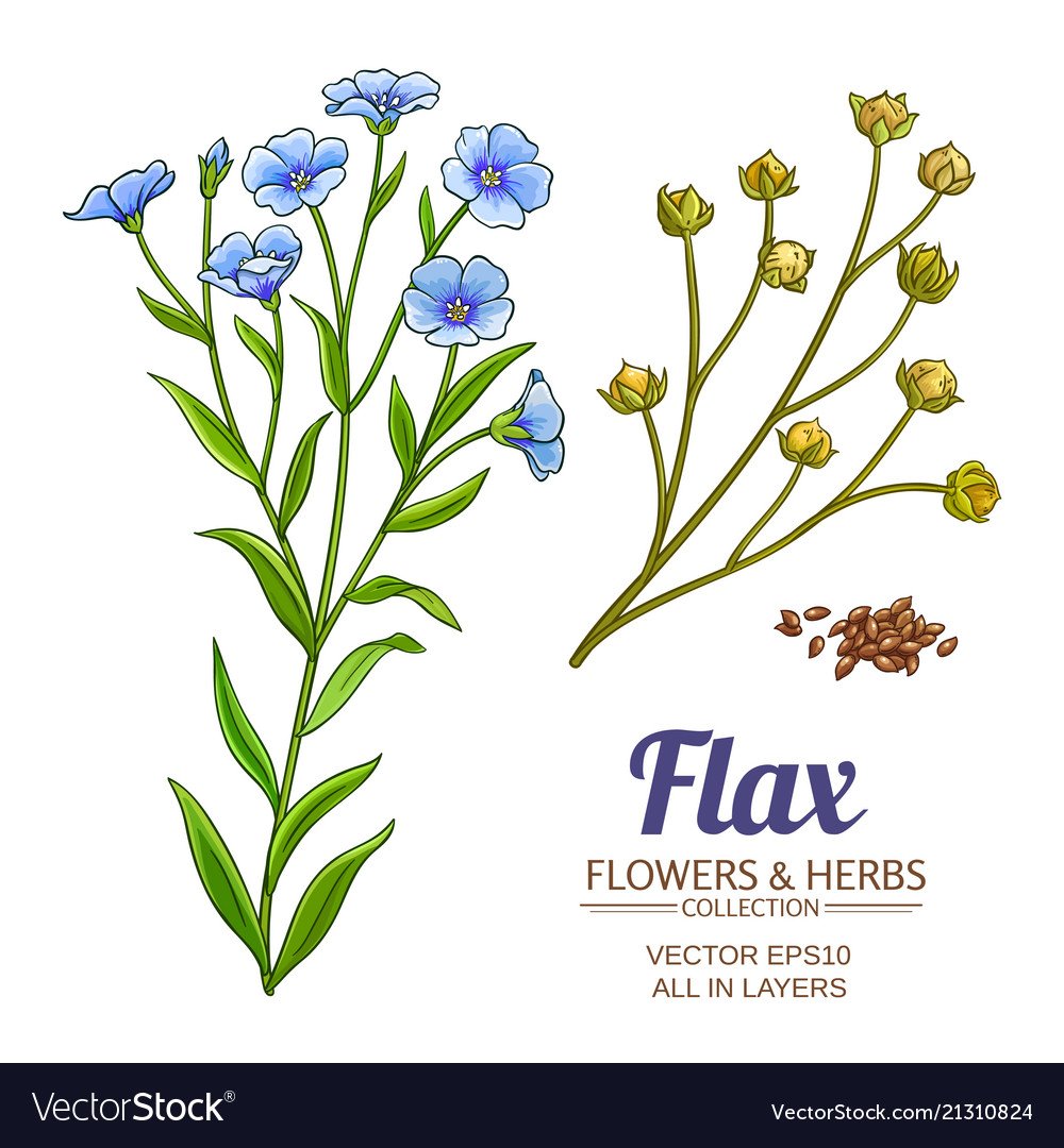 Рисунок хлопка и льна