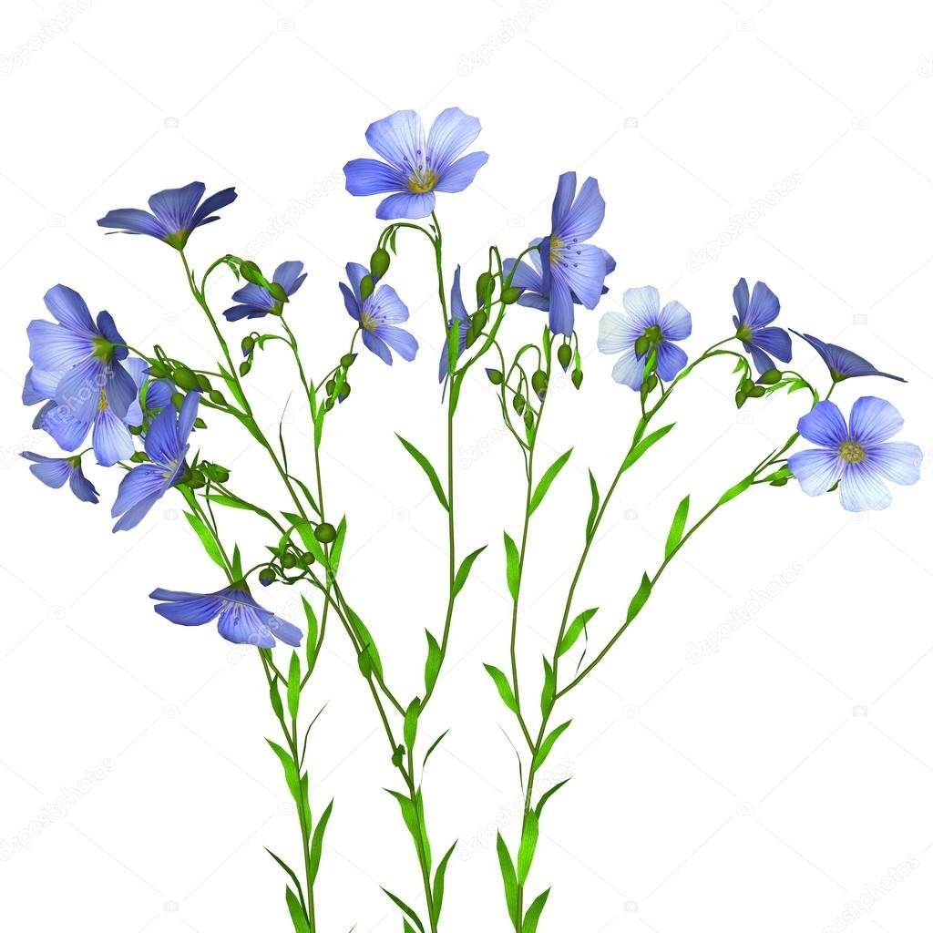 Семена льна акварель