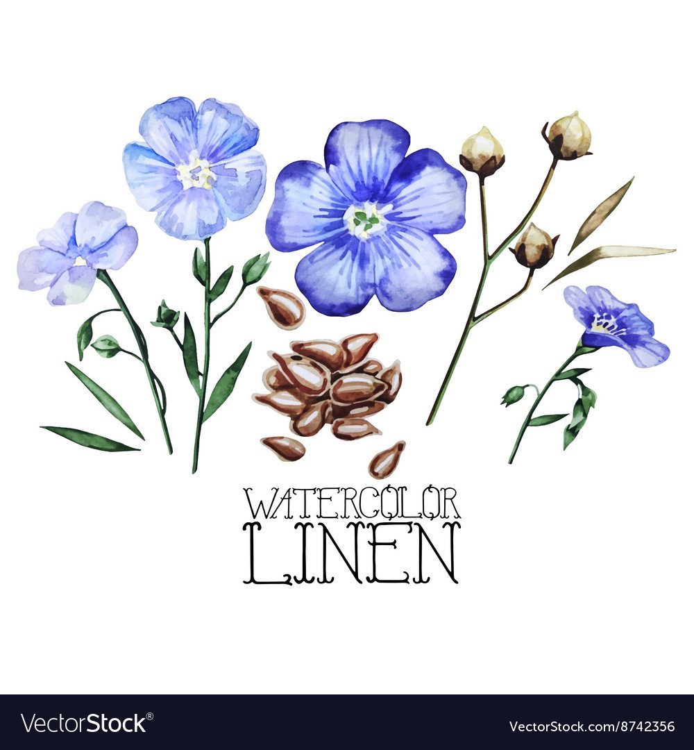 Веточка льна на белом фоне