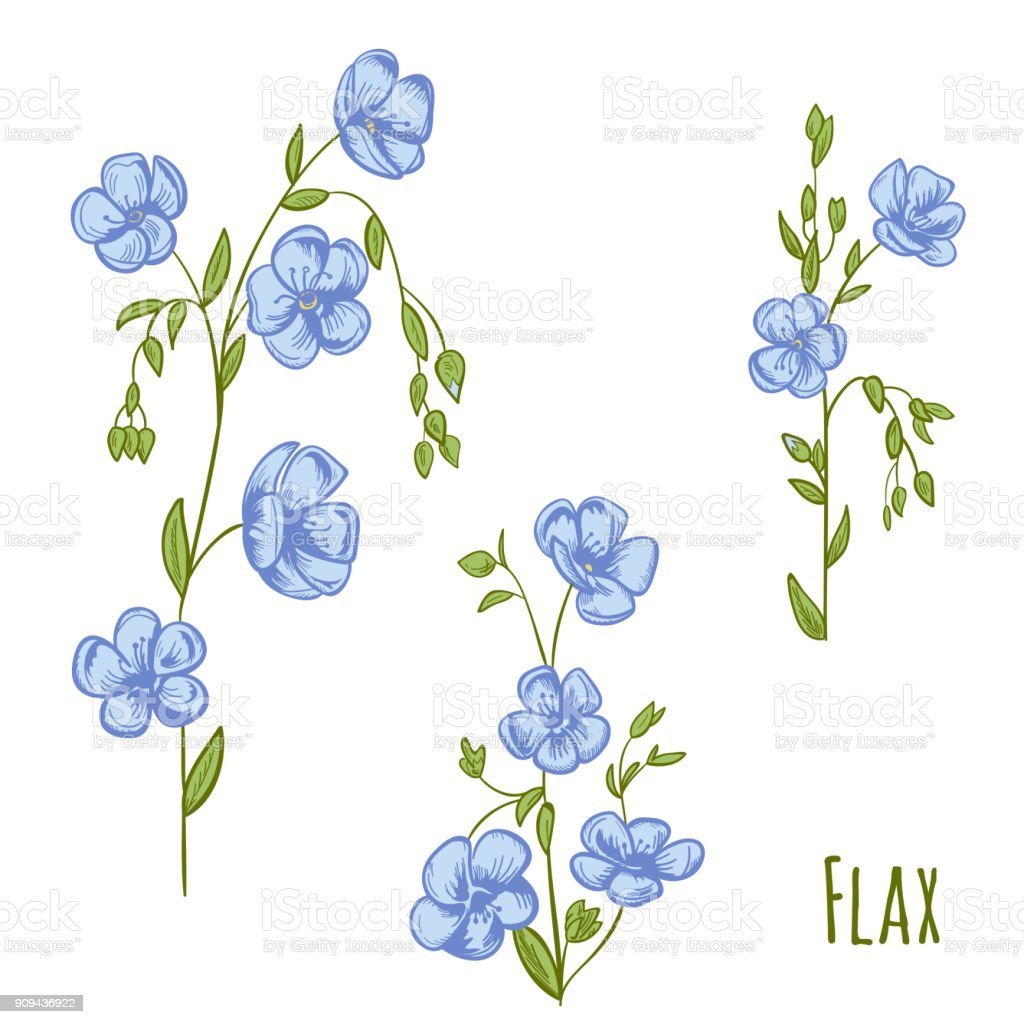 Лён обыкновенный (Linum usitatissimum l.)