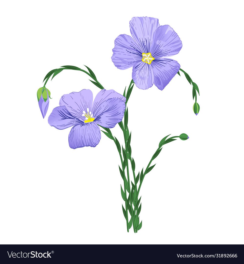 Лен посевной Фармакогнозия