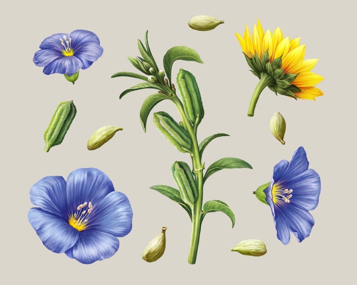 Цветок льна на белом фоне