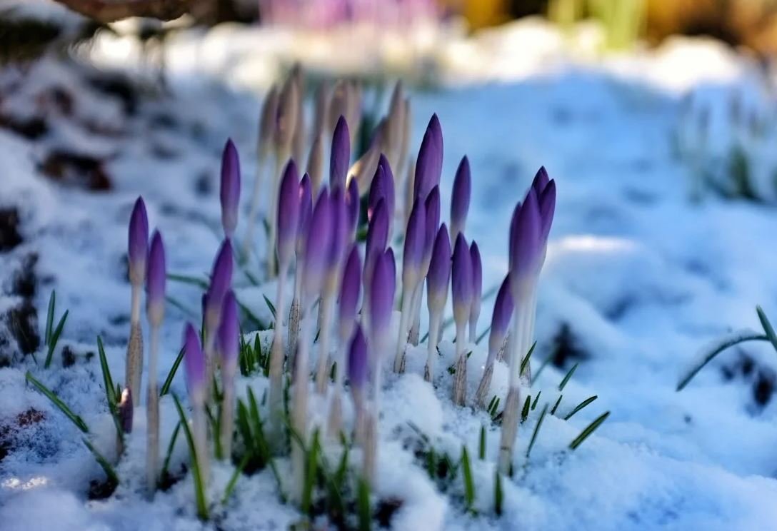 Ранняя Весна