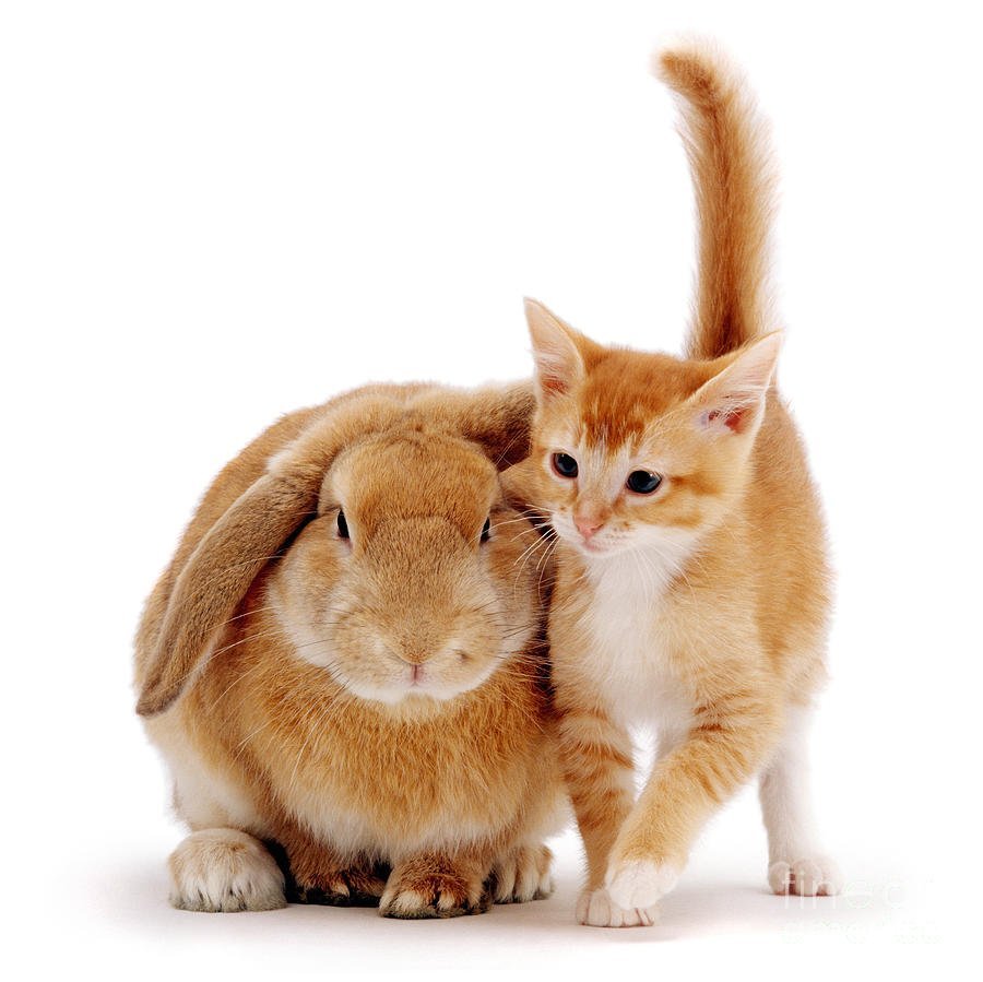 Кошка собака кролик