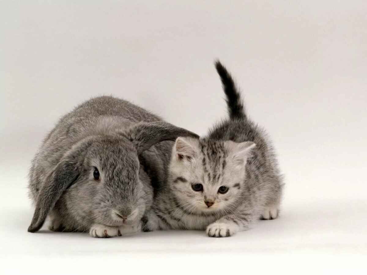 Кот и кролик