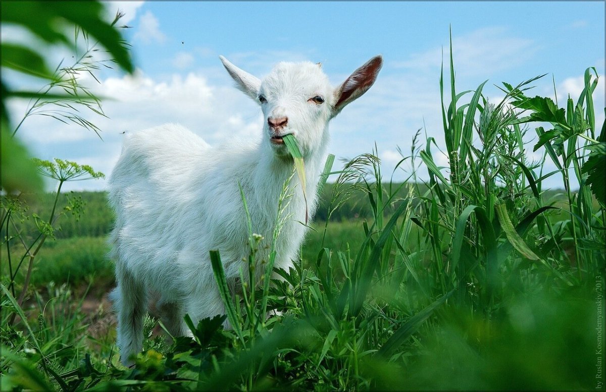 Коза русская белая с козлятами