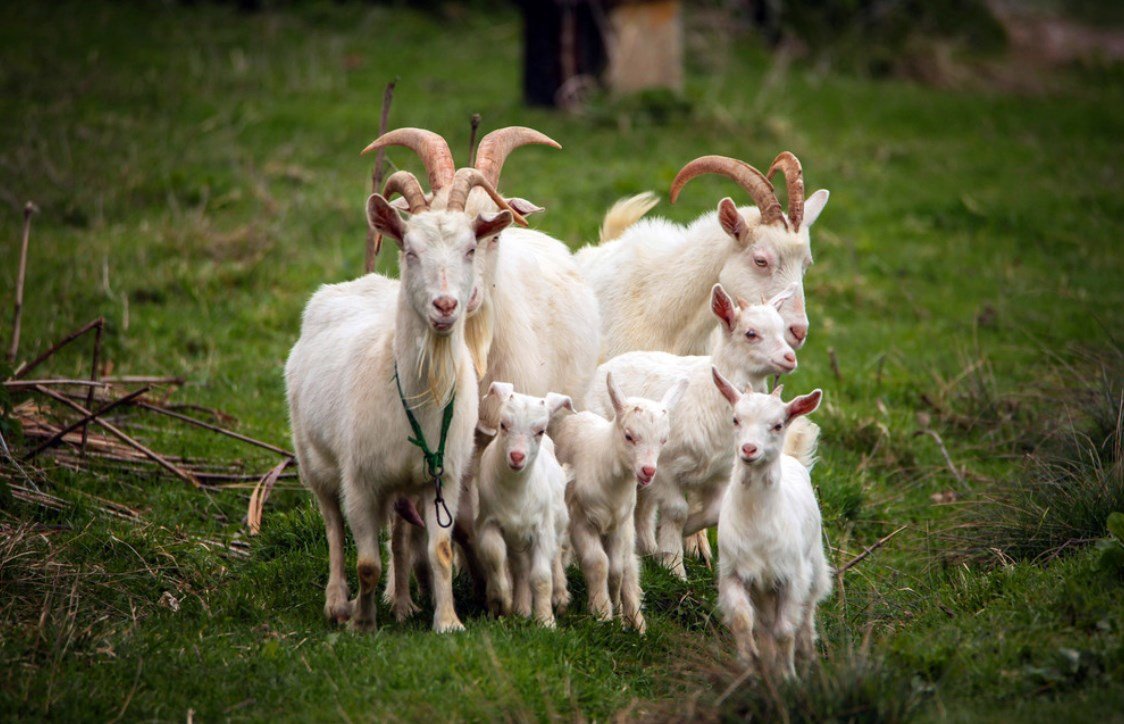 Коза козел козленок