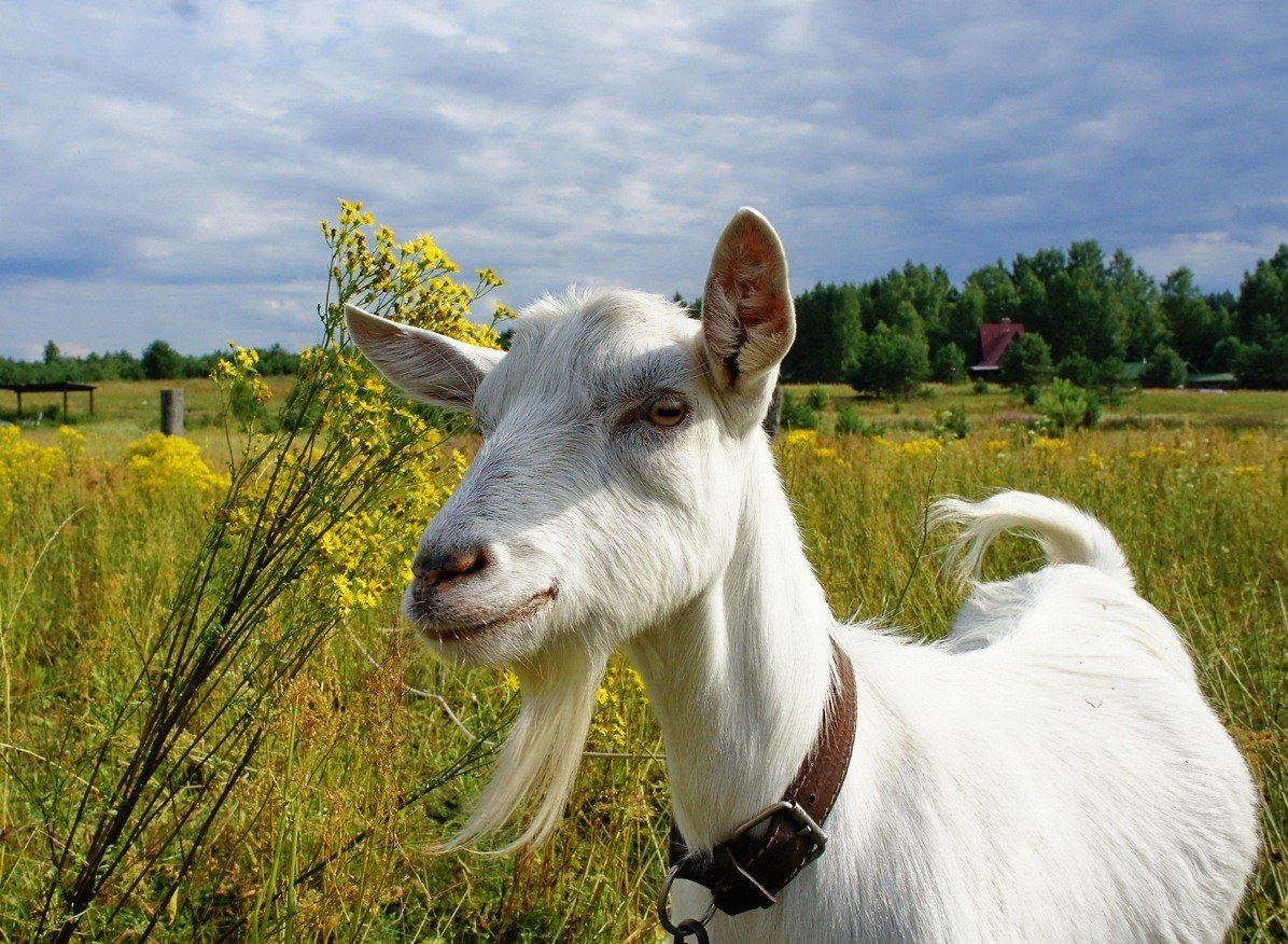 Красивая коза