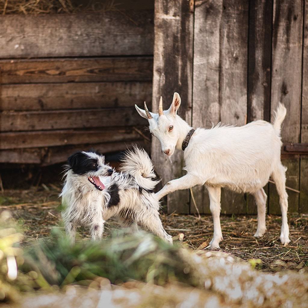 Пушистая коза