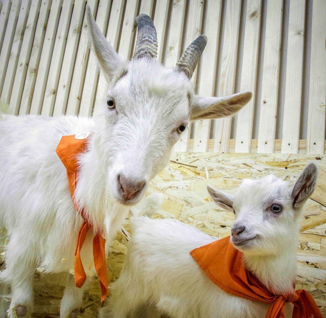 Козел и козленок