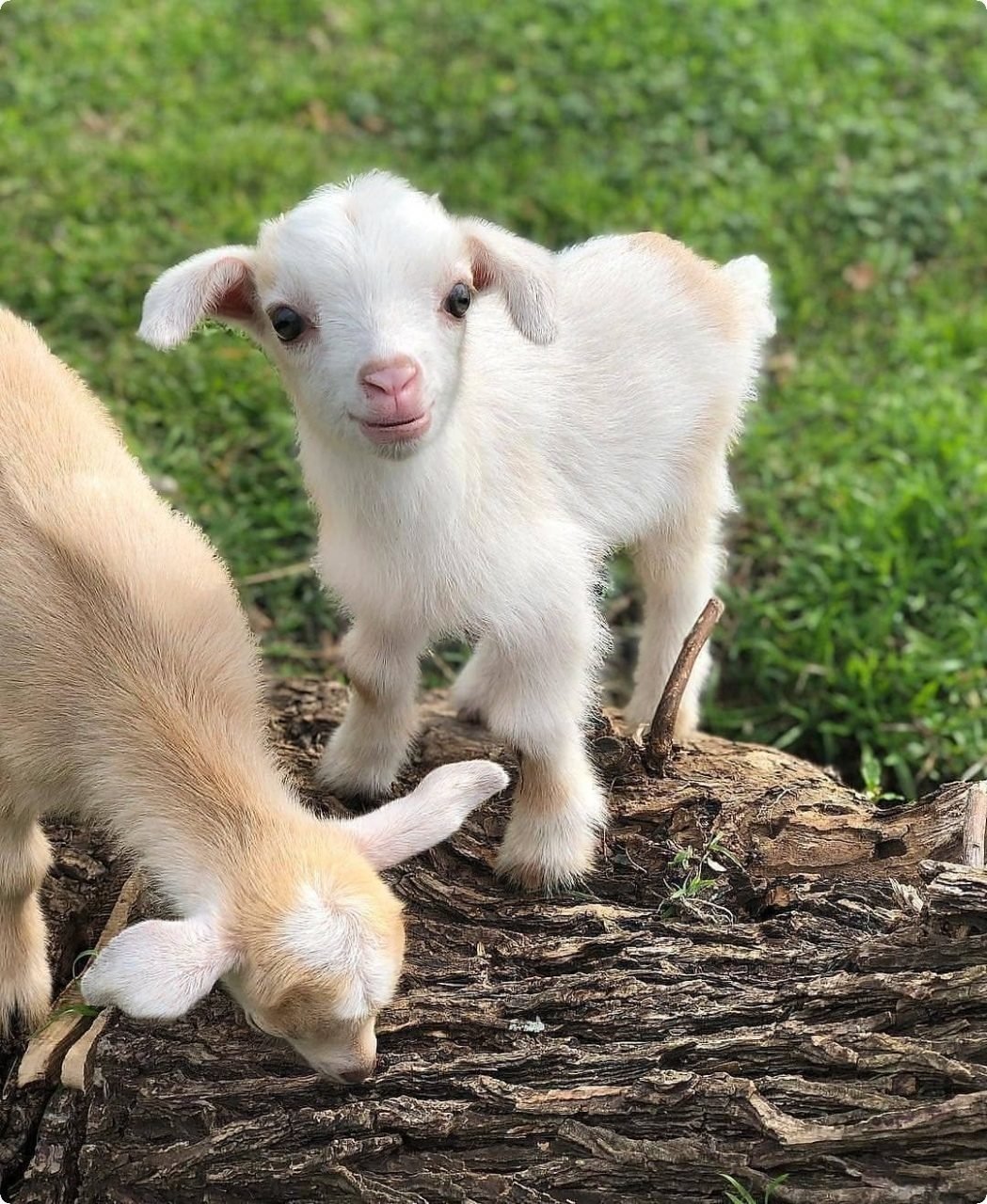 Зааненские козлята