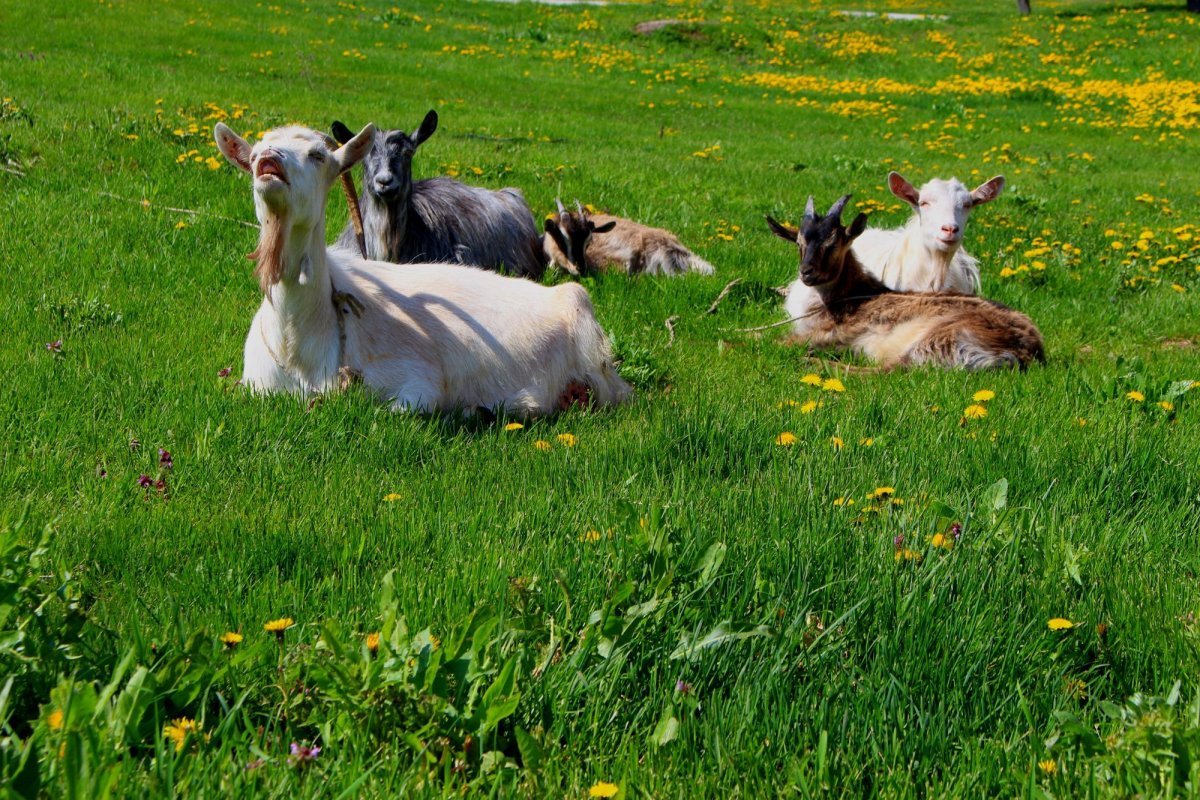 Луг с козами