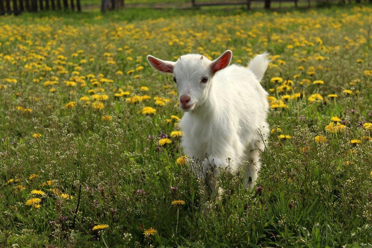 Маленькие козлята