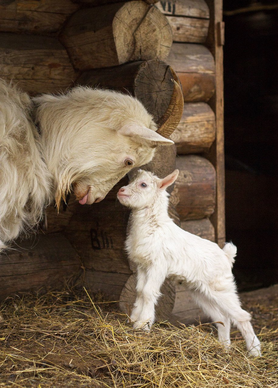 Маленькие козлята