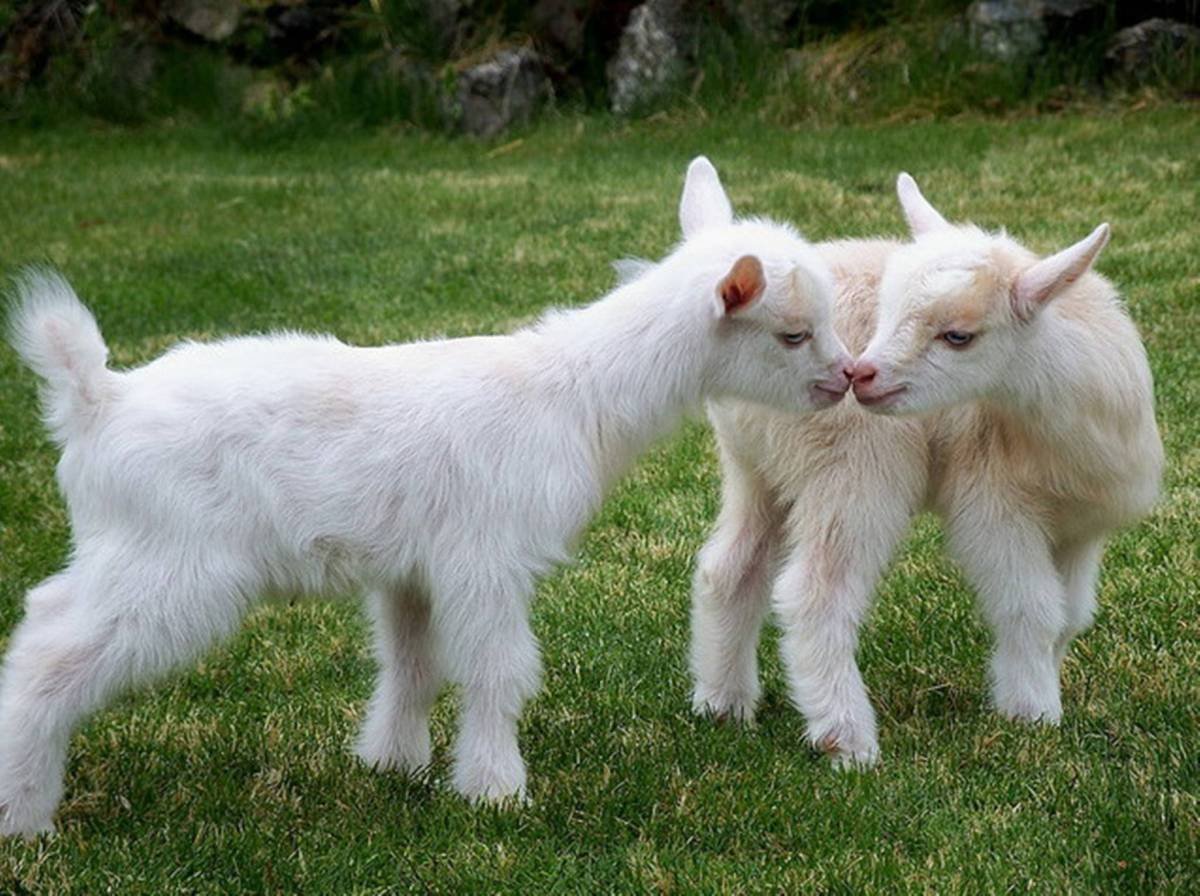 Декоративные козы