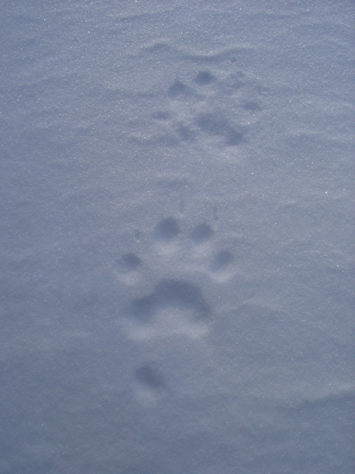 След Росомахи