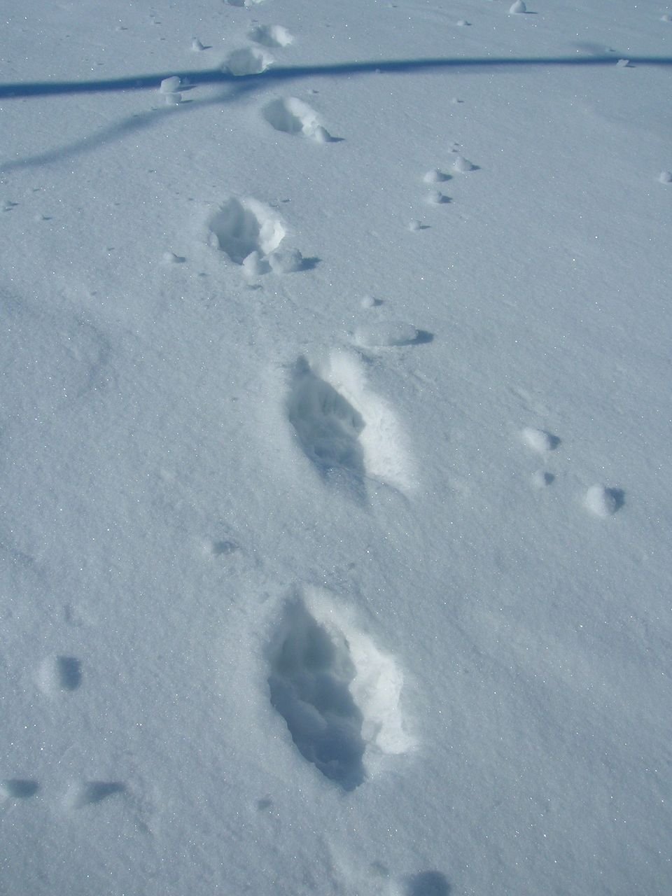 Кошачьи следы на снегу прыжки