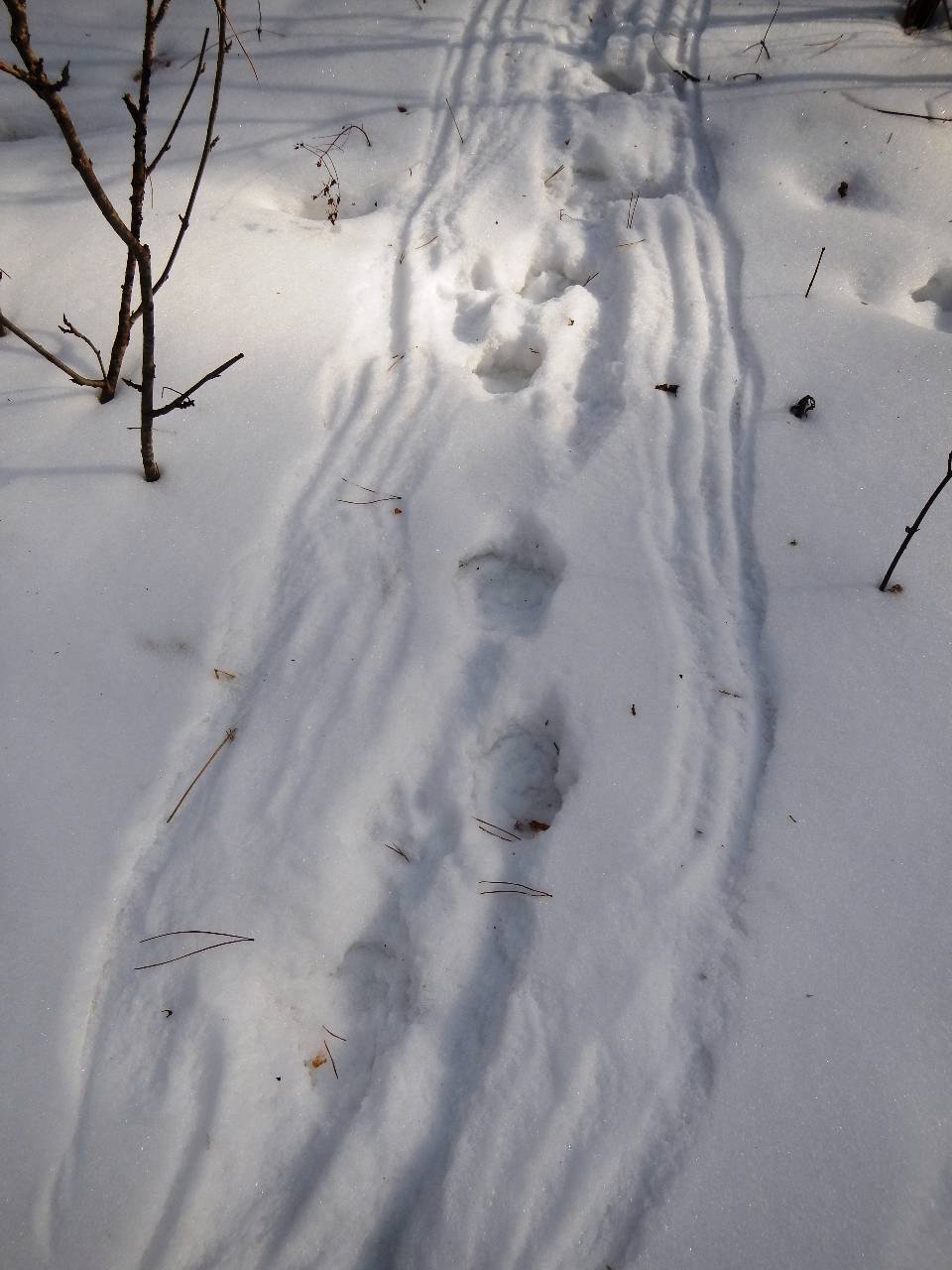 Волчий след на снегу и собачий