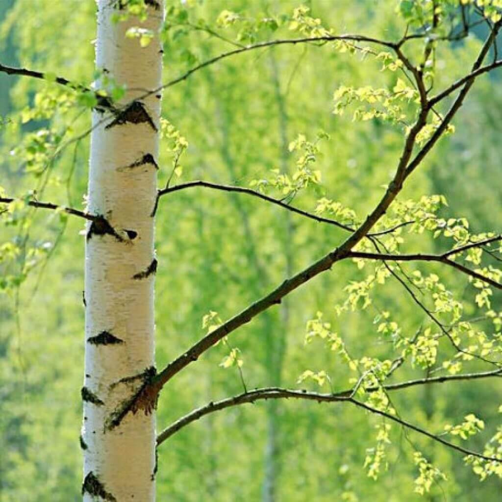 Поздняя осень в поле