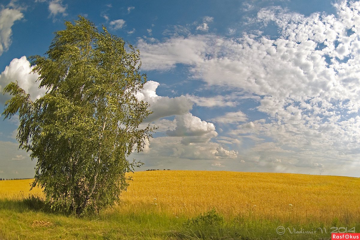 Родина Кубань березы