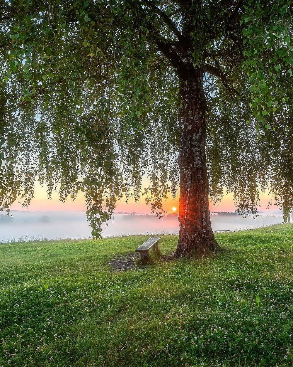 Летнее утро в деревне