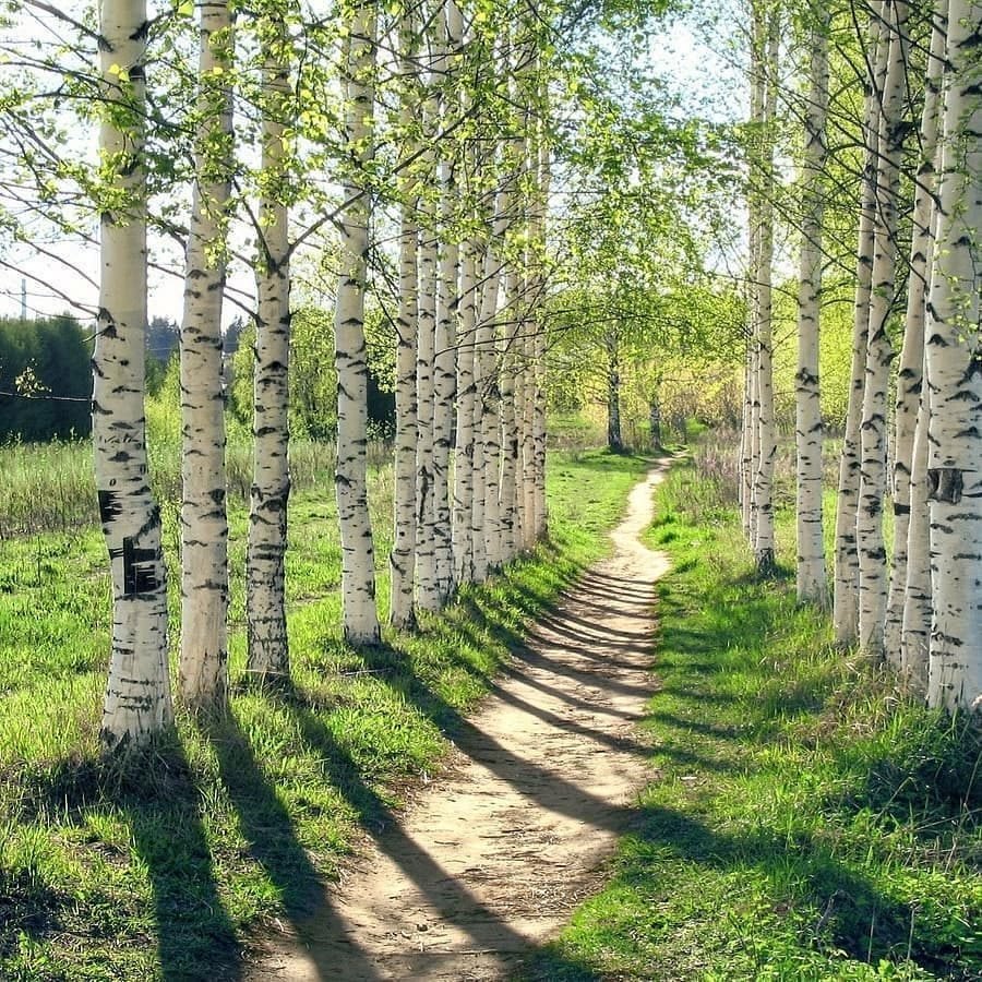 Природа Кировской области лес березы