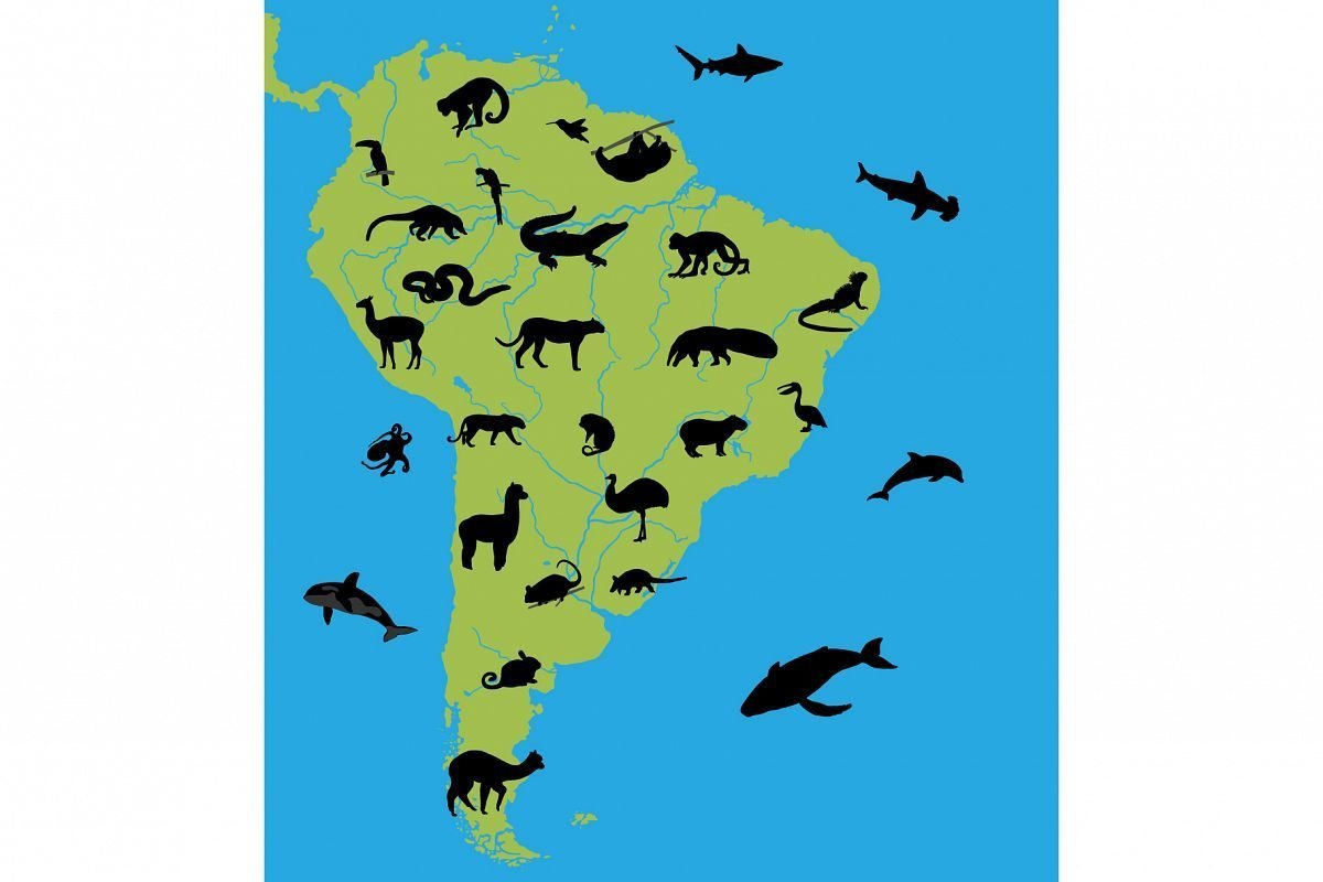 Животный мир материка северная америка. Места обитания животных. Силуэты континентов. Животные Южной Америки на карте. Места обитания животных на карте.
