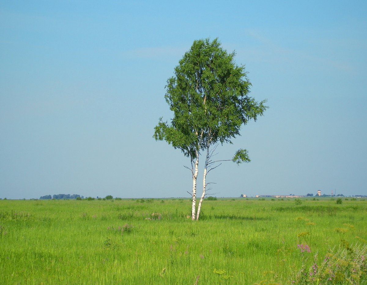 Одинокая береза Ольхон