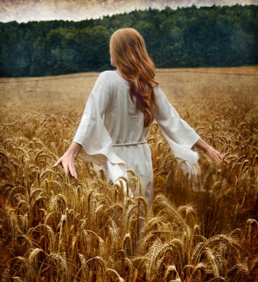 Природа поле лес березы