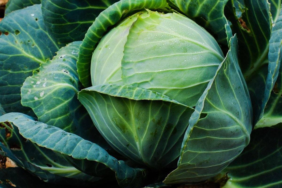 Капуста белокочанная княгиня