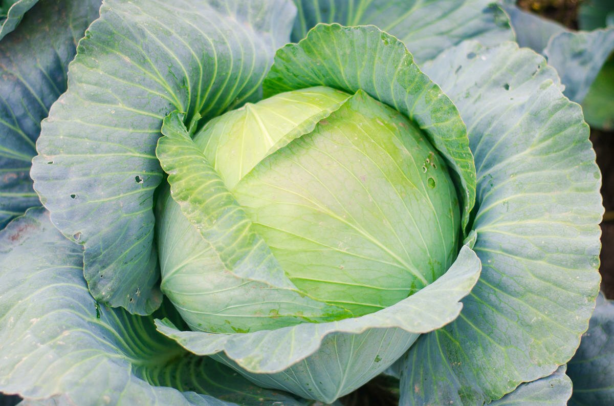 Капуста Эверест f1 белокочанная