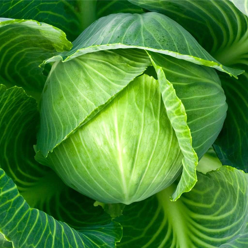 Капуста белокочанная Амтрак