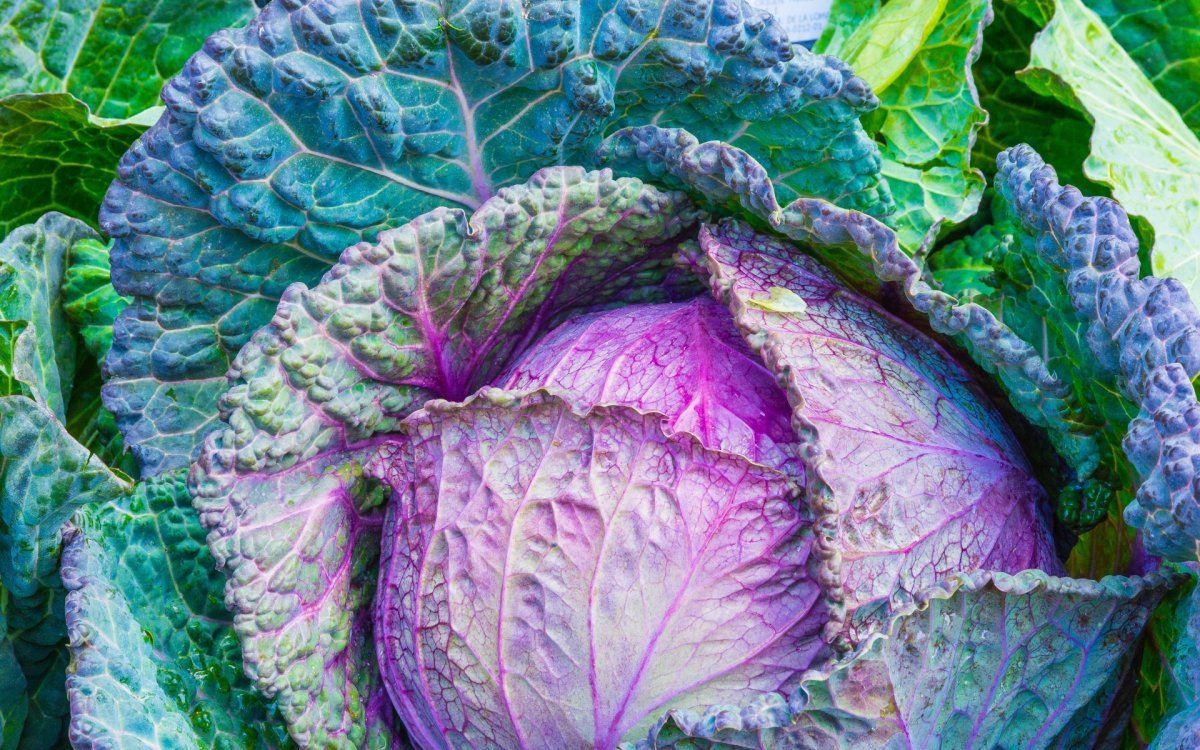 Брюссельская краснокочанная капуста