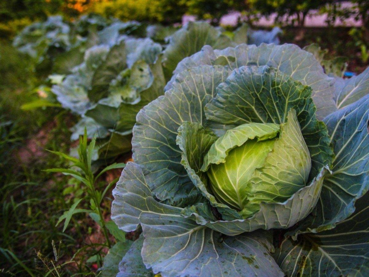 Посопская белокочанная капуста