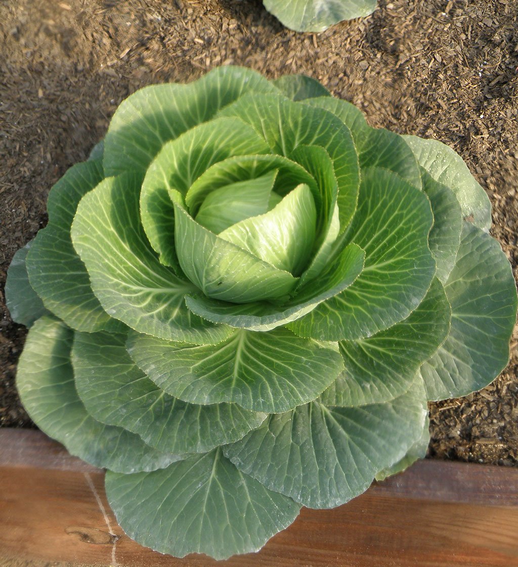 Brassica oleracea - капуста Огородная
