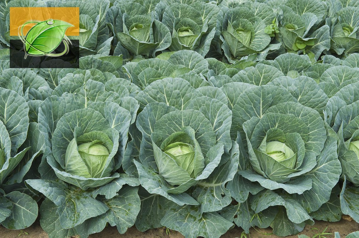 Капуста Огородная