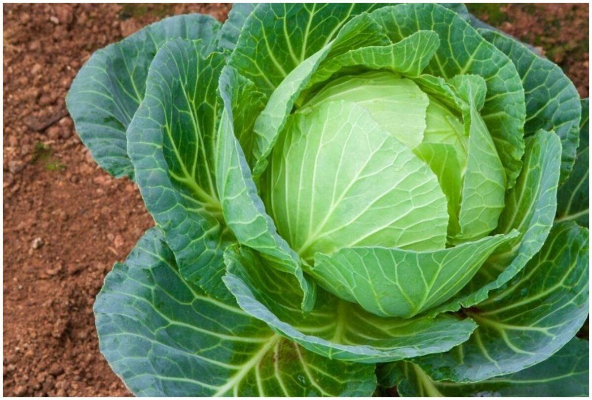 Brassica oleracea - капуста Огородная