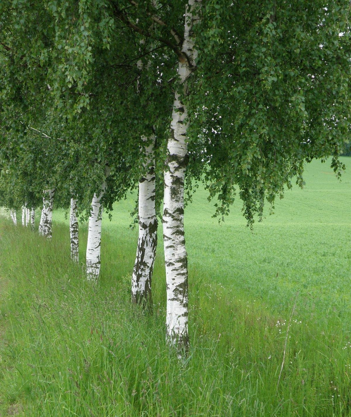 Березовая роща Томск