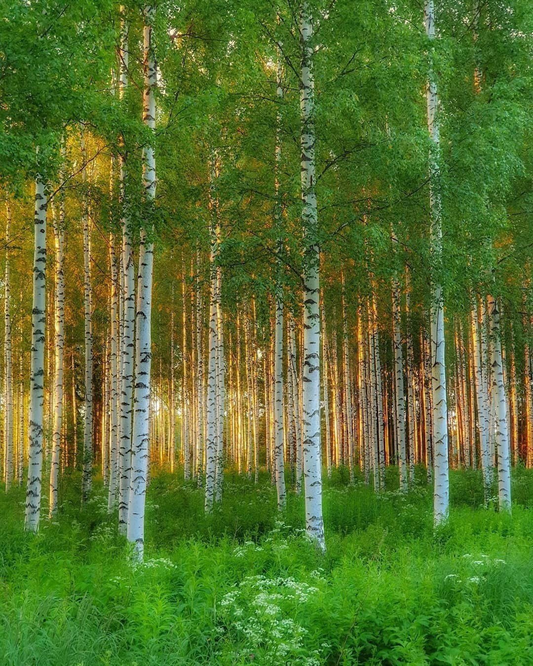 Красивая береза