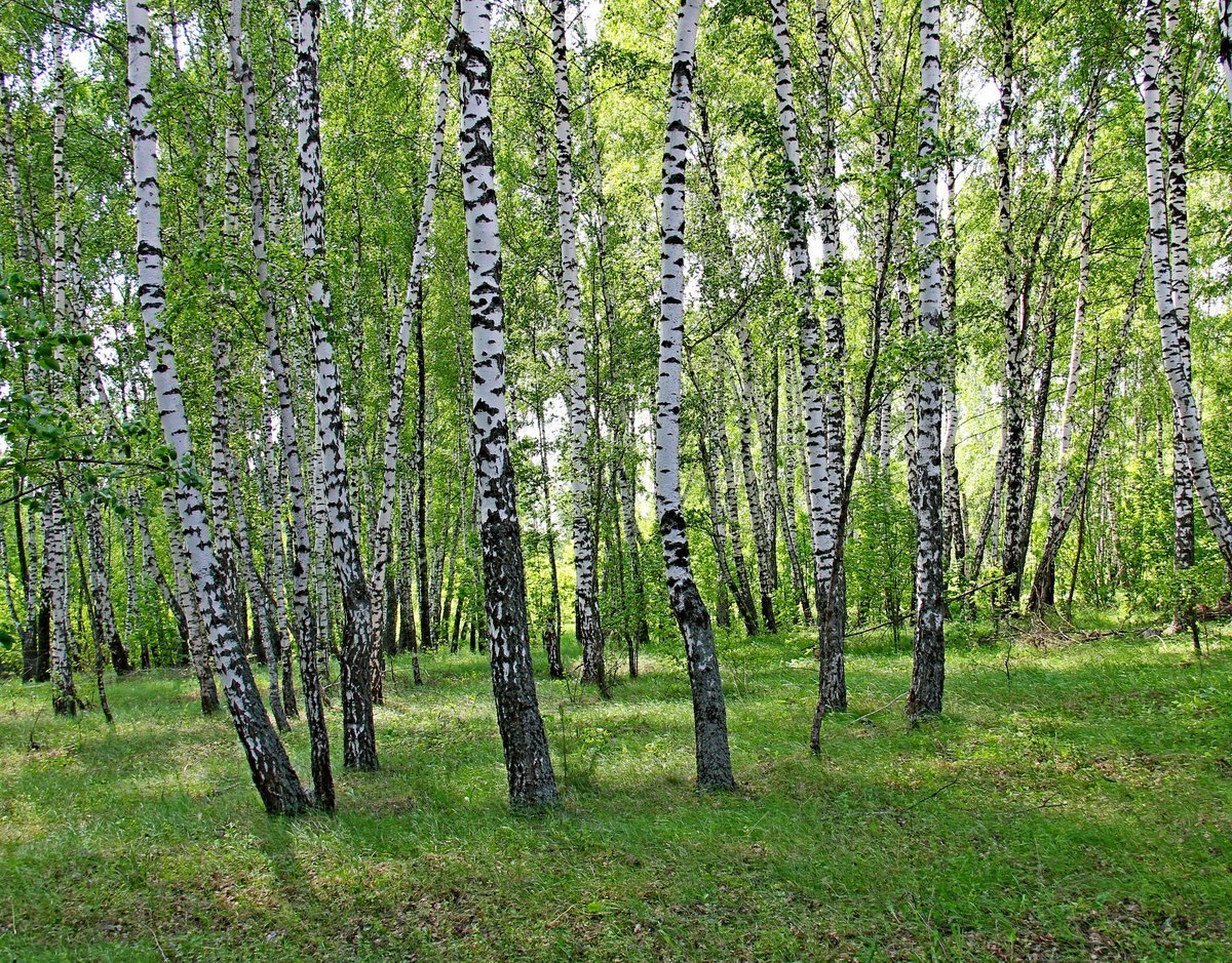 Березы картинки и фото