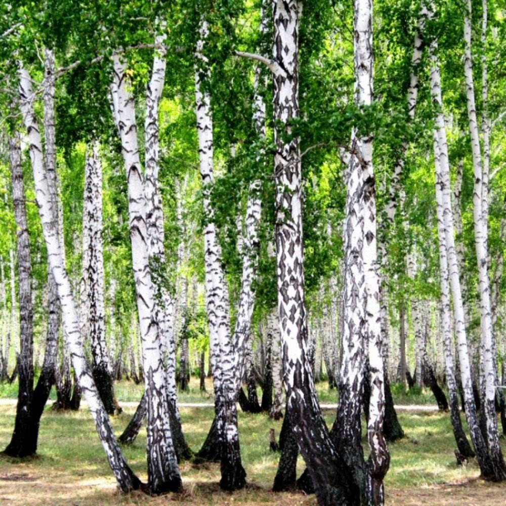 Патакинская Березовая роща