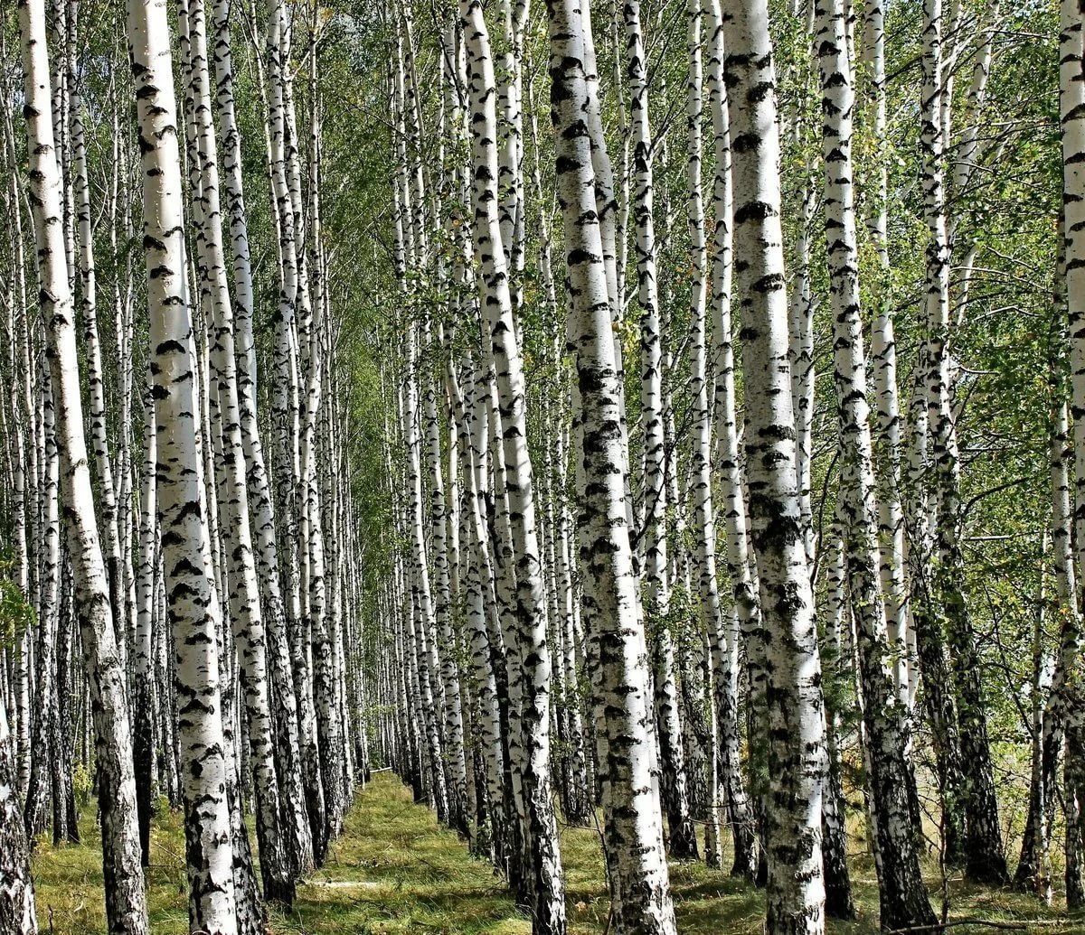 Березы русские березы