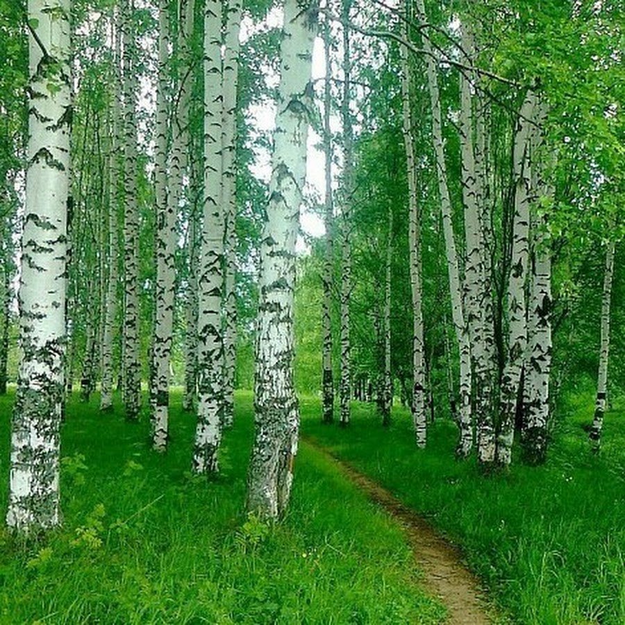 Лето березы