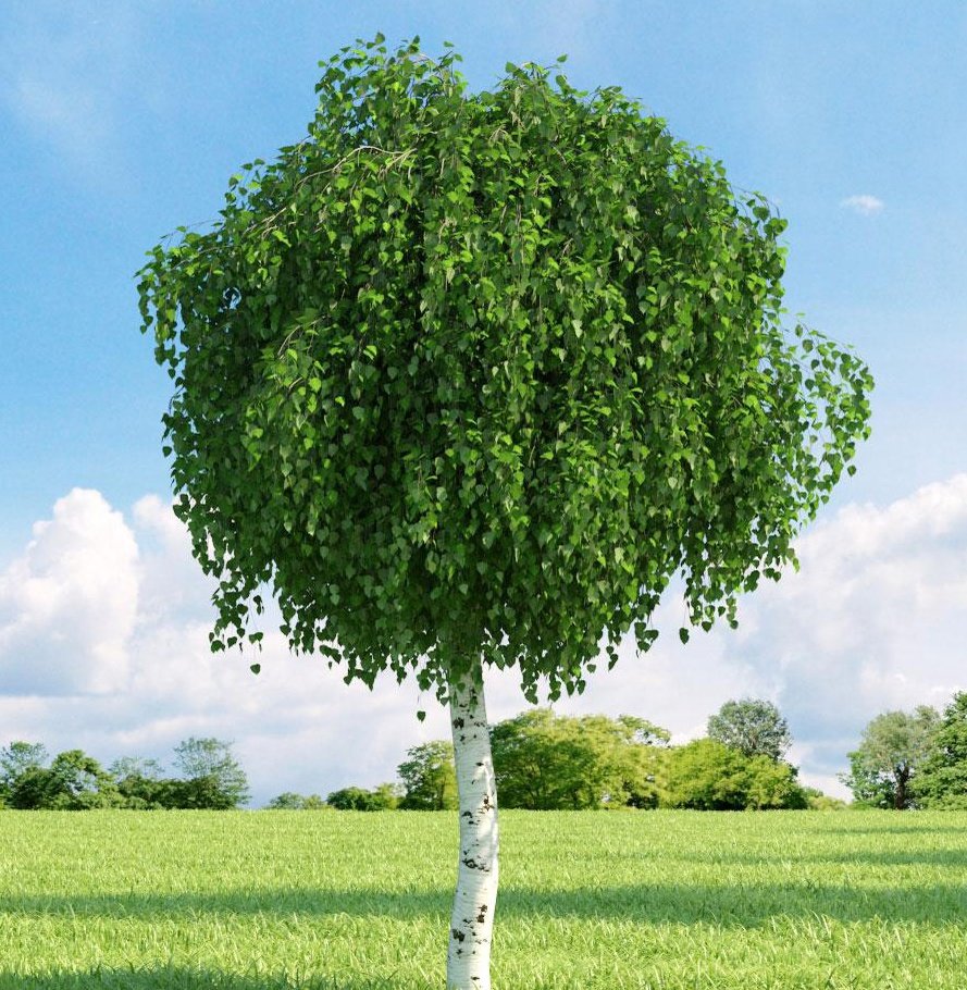 Елово березовый лес