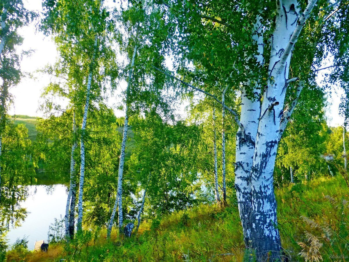 Яранская Березовая роща