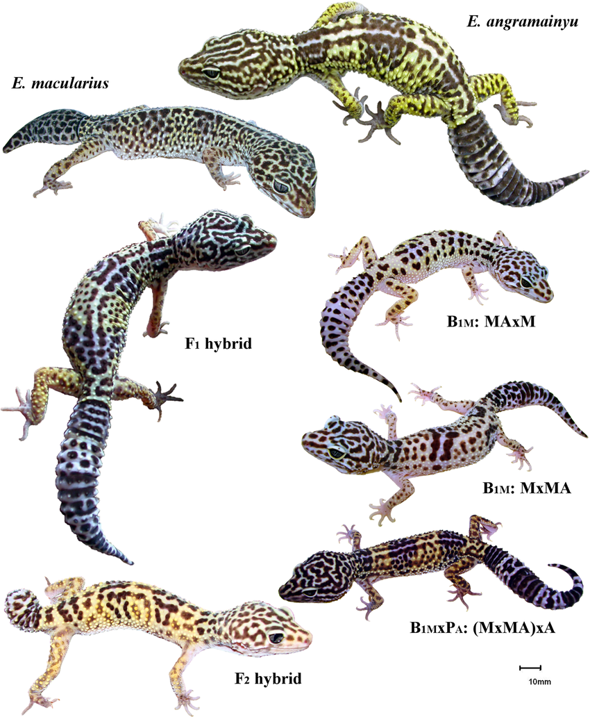 Ящерица эублефар