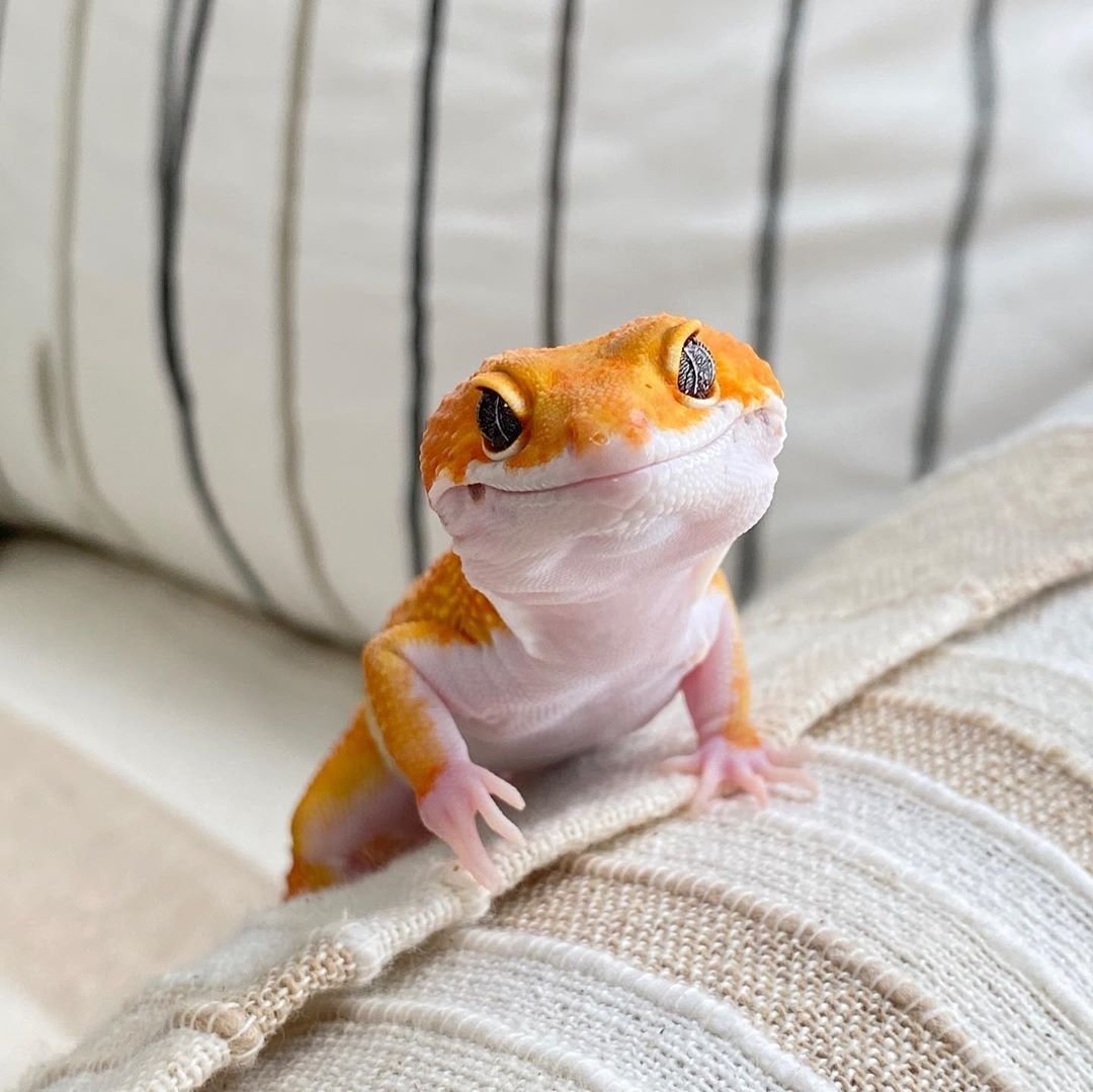 Ящерица геккон эублефар