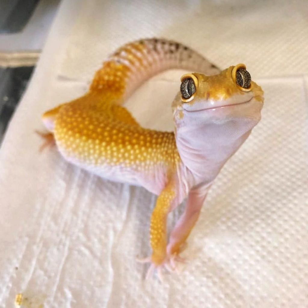 Эублефар личинка